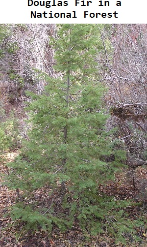 Douglas Fir